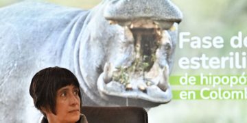 Pablo Escobar’s ‘cocaine hippos’ face Colombian government cull