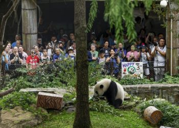 The National Zoo’s panda program is ending after more than 50 years as China looks elsewhere