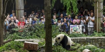 The National Zoo’s panda program is ending after more than 50 years as China looks elsewhere
