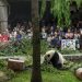 The National Zoo’s panda program is ending after more than 50 years as China looks elsewhere