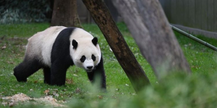 Xi Jinping hints China could send new pandas to US as ‘envoys of friendship’