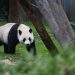 Xi Jinping hints China could send new pandas to US as ‘envoys of friendship’