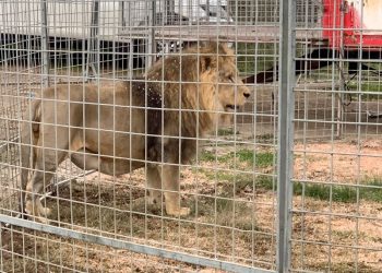 Circus lion captured after hours on the loose near Rome