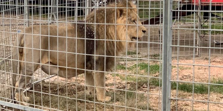 Circus lion captured after hours on the loose near Rome