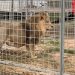 Circus lion captured after hours on the loose near Rome