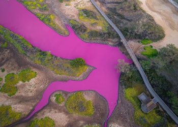 The water has turned a shocking shade of magenta in this Hawaii refuge