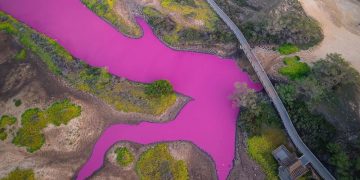 The water has turned a shocking shade of magenta in this Hawaii refuge