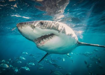 Woman dies in apparent shark attack at Mexican beach resort