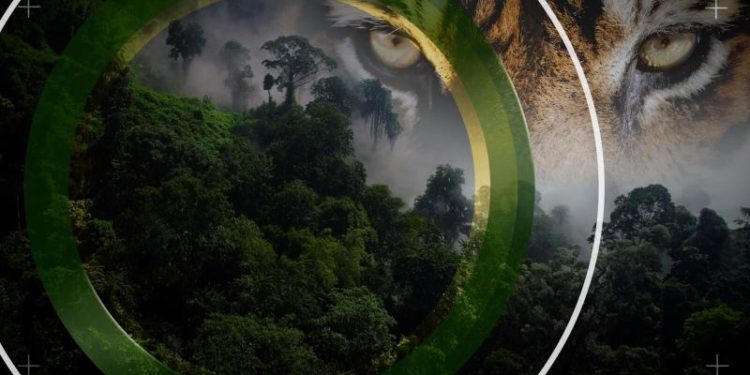 In India, AI-enabled cameras are sending out tiger alerts in real time