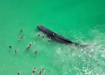 Whale seen in video with swimmers dies off Australian beach