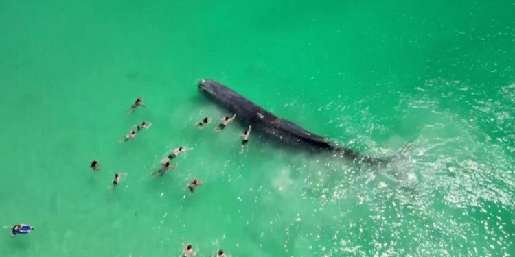 Whale seen in video with swimmers dies off Australian beach