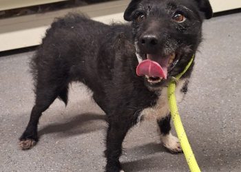 Dog that survived in the wild after going missing nearly 7 years ago is rescued