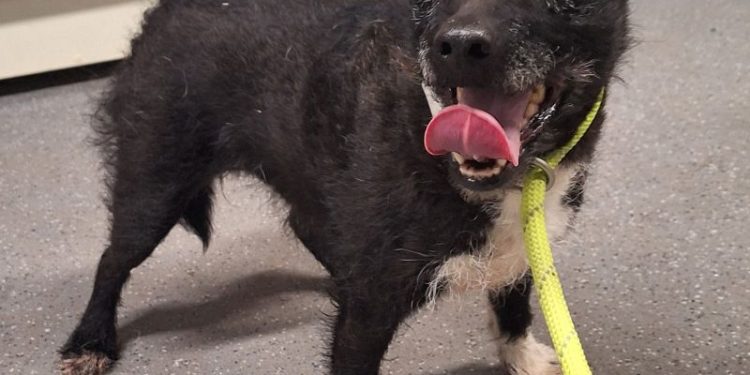 Dog that survived in the wild after going missing nearly 7 years ago is rescued