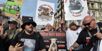 England and Wales ban on XL Bully dog breed to take effect Sunday