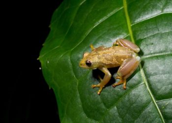 A legless lizard and hundreds of other new species were discovered in 2023