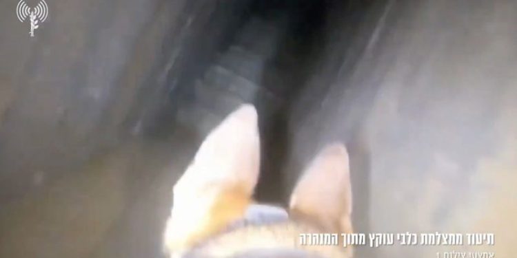WATCH: Israel’s four-legged soldiers uncover Hamas tunnel in Gaza City