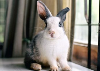 Biden and his team killed my plan to end animal tests and save bunnies