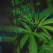 Cannabis Market 2023 Year-End Review