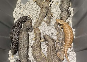Australian police seize lizards worth $800,000 from alleged smugglers