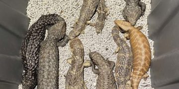 Australian police seize lizards worth $800,000 from alleged smugglers