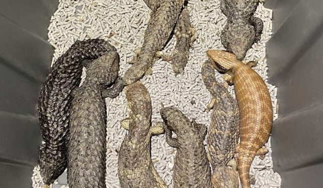 Australian police seize lizards worth $800,000 from alleged smugglers