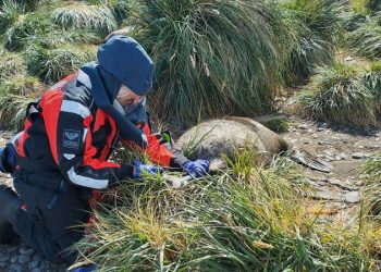 Unprecedented bird flu outbreak spreads to mammals in sub-Antarctic, UK says