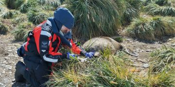 Unprecedented bird flu outbreak spreads to mammals in sub-Antarctic, UK says