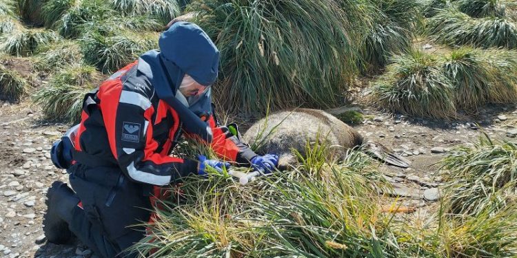 Unprecedented bird flu outbreak spreads to mammals in sub-Antarctic, UK says
