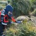 Unprecedented bird flu outbreak spreads to mammals in sub-Antarctic, UK says