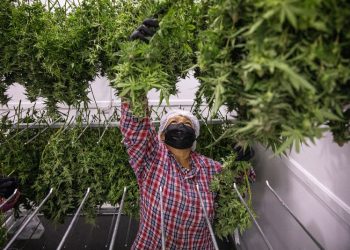 Thailand moves to ban recreational cannabis use, 18 months after historic decriminalization