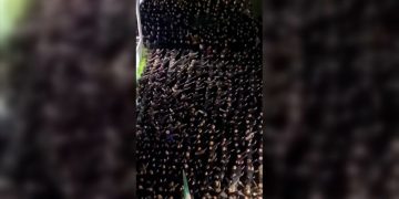Video of crowd’s fascist salute in heart of Rome rattles Italy – but not its prime minister