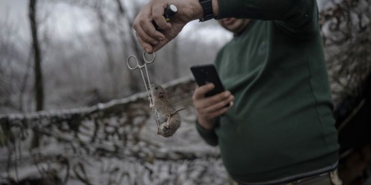 Rats and mice swarm trenches in Ukraine in grisly echo of World War I