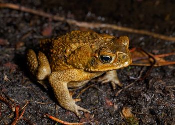 This warty, toxic pest threatens entire ecosystems. These scientists have a secret weapon