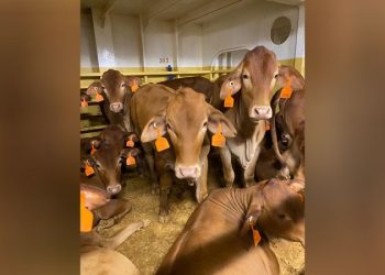 Thousands of sheep and cattle stranded at sea after Red Sea crisis turn back