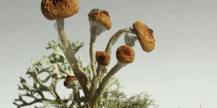 Psychedelics Market 2023 Year-End Review