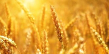 Top 10 Potash Countries by Production (Updated 2024)