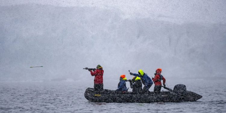 ‘Save the Whales’ was a shining success. Now can humpbacks save us from ourselves?