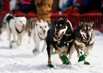 Longest sled dog race in eastern US is canceled because there’s not enough snow
