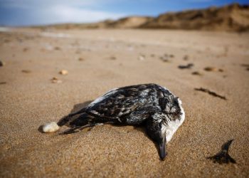 More than 500 dead seabirds wash up on French beaches