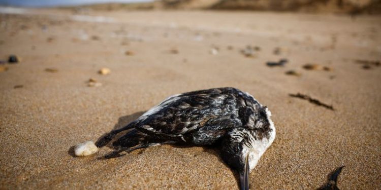 More than 500 dead seabirds wash up on French beaches