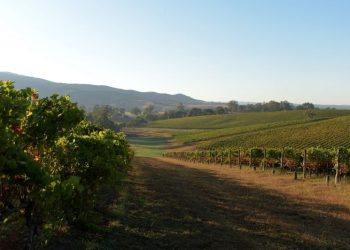 China lifts penalties on Australian wine after more than three devastating years