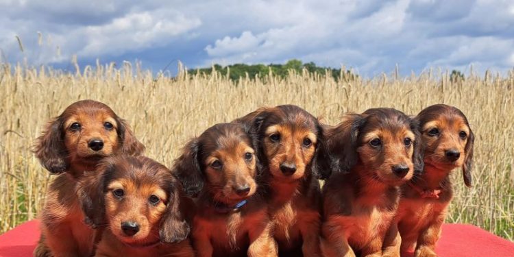 Dachshunds under threat as Germany proposes ban on breeding