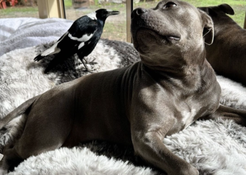 A dog and a bird formed an unlikely friendship. Their separation has infuriated followers