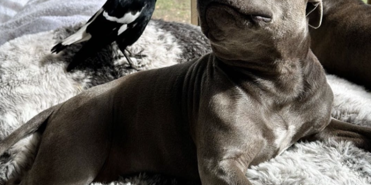 A dog and a bird formed an unlikely friendship. Their separation has infuriated followers