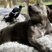 A dog and a bird formed an unlikely friendship. Their separation has infuriated followers