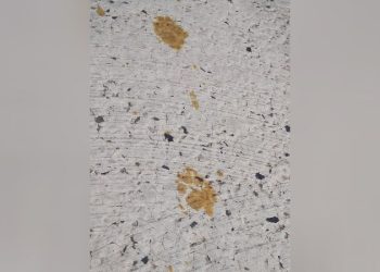 Cat’s fall into vat of hazardous chemicals sparks citywide health warning in Japan