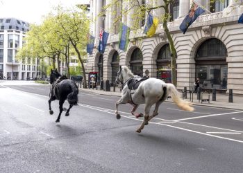 Two horses in a ‘serious condition’ after running loose in central London, minister says