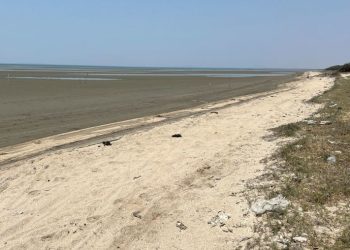 Eight Chinese migrants found dead on Mexico beach after boat capsizes