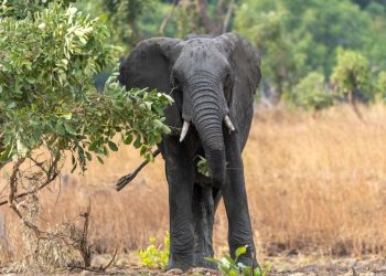 US tourist on safari in Zambia killed by charging elephant