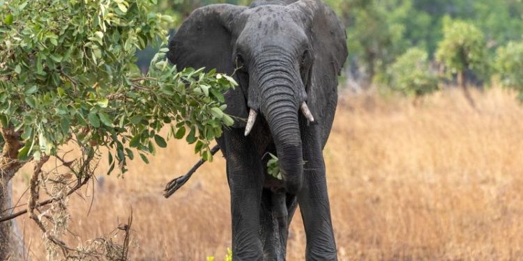US tourist on safari in Zambia killed by charging elephant